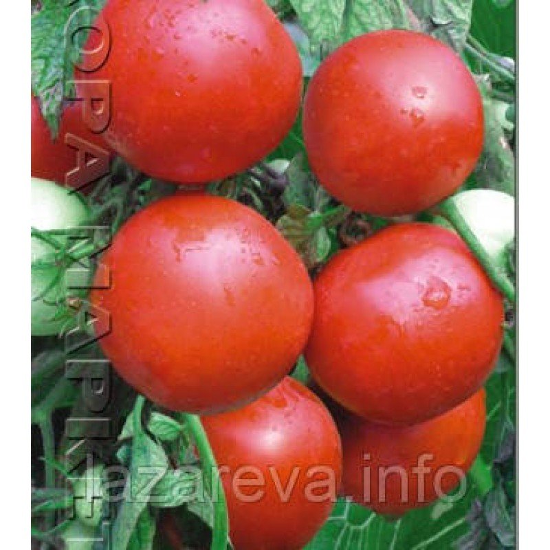 Насіння томату "від Лазарєвих" Снігурочка 15 насінин Насіння томату "від Лазарєвих" Снігурочка 15 насінин