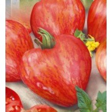 Насіння томату Волове серце смугасте 30 насінин