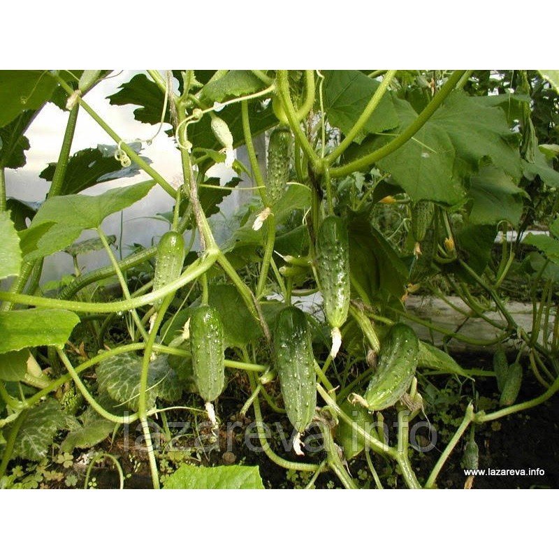 Насіння огірка Ластівка F1 20 насінин Насіння огірка Ластівка F1 20 насінин