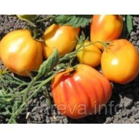 Насіння томату Поліш Пастель 15 нас Насіння томату Поліш Пастель 15 нас