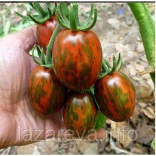 Насіння томату Супер-екзот 30 насінин