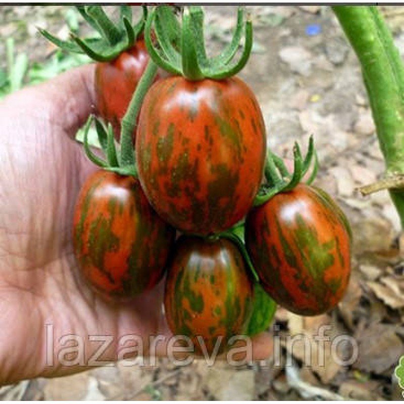 Насіння томату Супер-екзот 30 насінин Насіння томату Супер-екзот 30 насінин