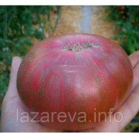 Насіння томату Смугла королева 15 шт Насіння томату Смугла королева 15 шт