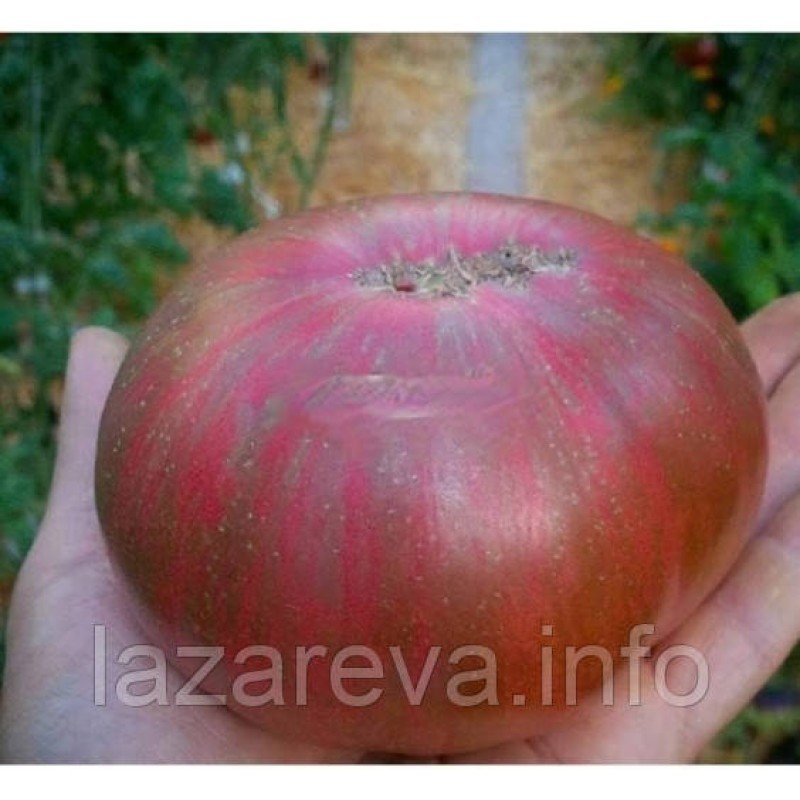 Насіння томату Смугла королева 15 шт Насіння томату Смугла королева 15 шт