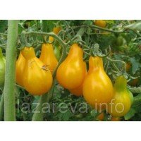 Семена томата Желтая груша 30 сем Семена томата Желтая груша 30 сем