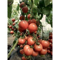 Семена томата Марат F1 10 семян