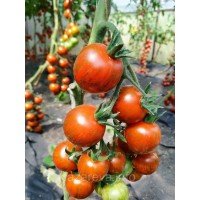 Семена томата  Лора F1 (10 семян) Семена томата  Лора F1 (10 семян)