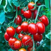 Семена томата Розалита 30 сем