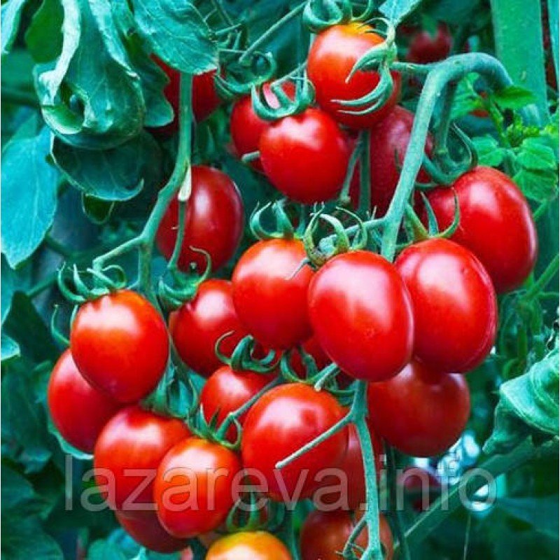 Насіння томату Розаліта 30 нас Насіння томату Розаліта 30 нас