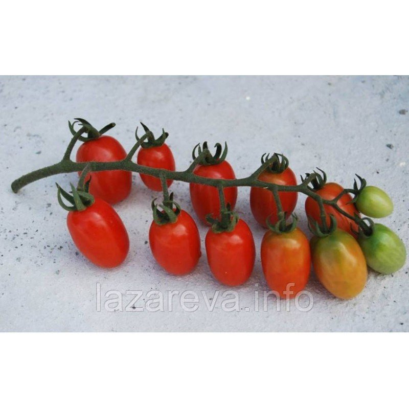 Семена томата Семена от Лазаревых Суинг Тинг Грейп 0,2 гр (30-50 семян) Семена томата Семена от Лазаревых Суинг Тинг Грейп 0,2 гр (30-50 семян)