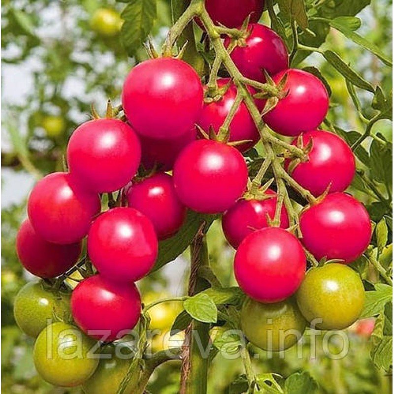 Семена томата Семена от Лазаревых Шалун  0,2 гр (30-50 семян) Семена томата Семена от Лазаревых Шалун  0,2 гр (30-50 семян)