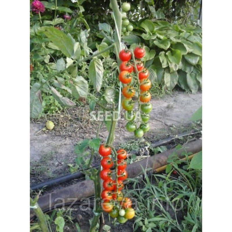 Семена томата Семена от Лазаревых Японская смородинка 0,2 гр (30-50 семян) Семена томата Семена от Лазаревых Японская смородинка 0,2 гр (30-50 семян)