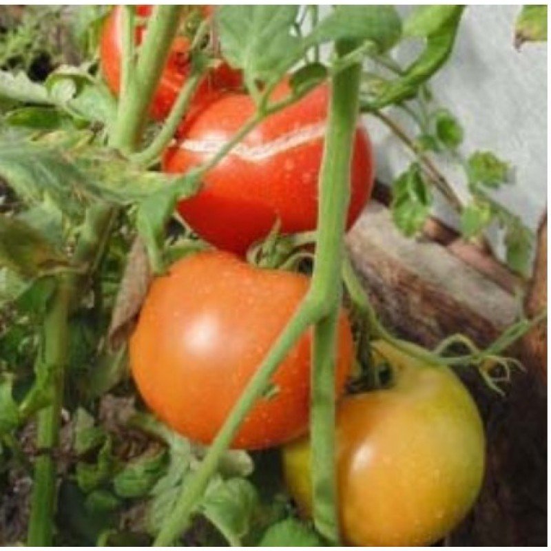 Насіння томату Атлантіда 30 насінин