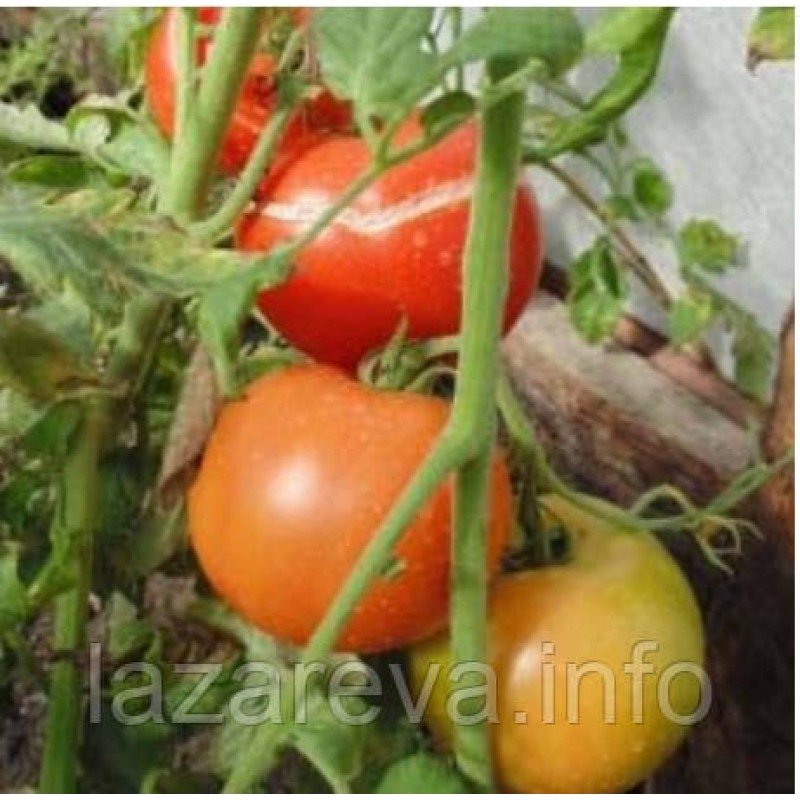 Насіння томату "від Лазарєвих" Атлантіда 30-60 насінин Насіння томату "від Лазарєвих" Атлантіда 30-60 насінин