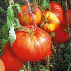 Насіння томату Барський 30 насінин