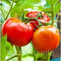 Насіння томату Білий налив 60 нас Насіння томату Білий налив 60 нас