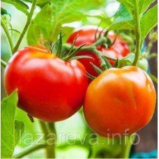 Насіння томату Білий налив 60 нас