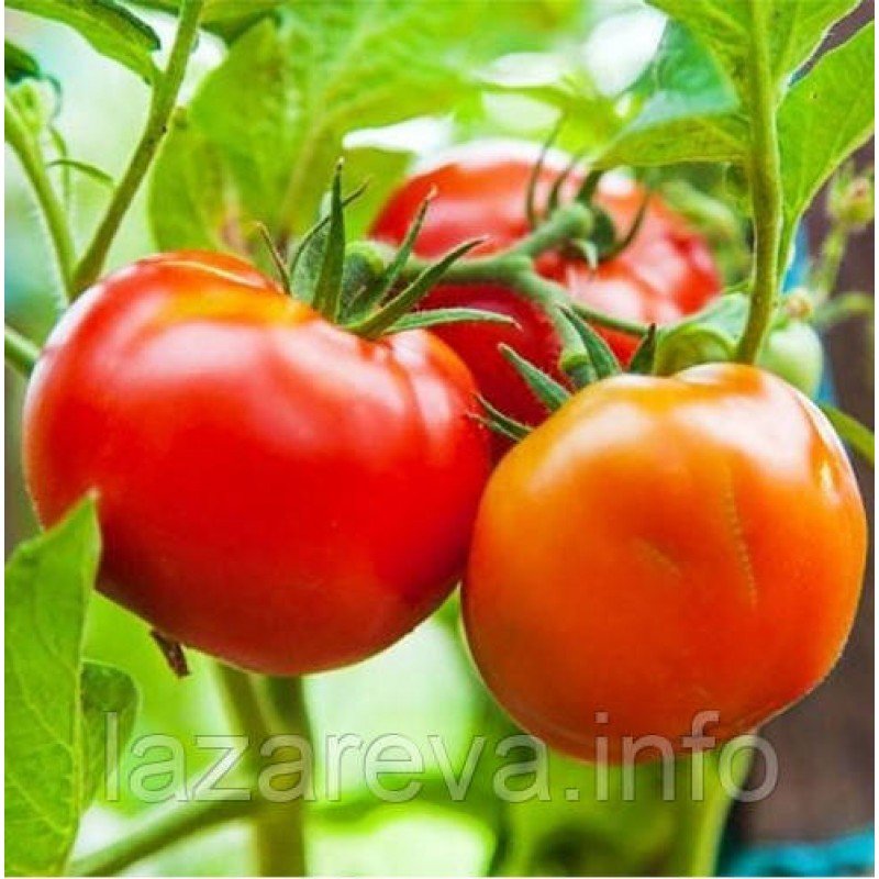 Насіння томату Білий налив 60 нас Насіння томату Білий налив 60 нас