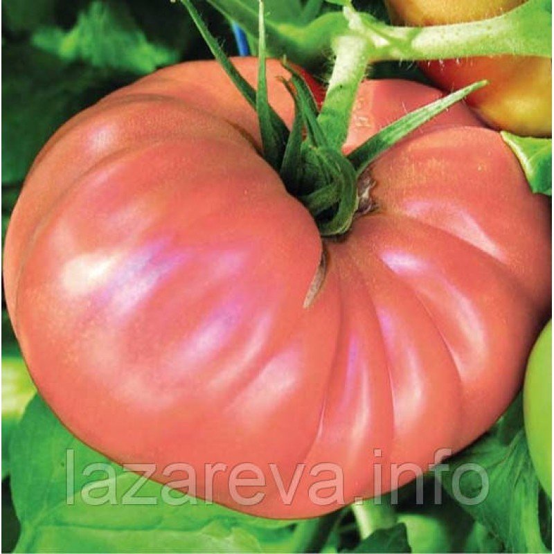 Насіння томату "від Лазарєвих" Ведмежа лапа рожева 30-60 насінин Насіння томату "від Лазарєвих" Ведмежа лапа рожева 30-60 насінин