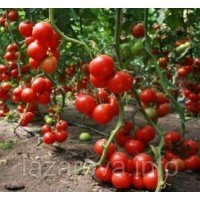 Насіння томату "від Лазарєвих" Видимо-Невидимо 30-60 насінин