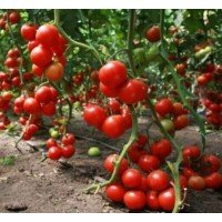 Насіння томату Видимо-Невидимо 30 насінин