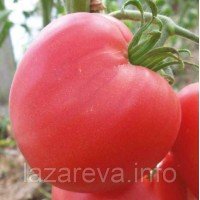 Семена томата Гопак 30 семян Семена томата Гопак 30 семян