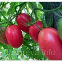 Семена томата Комбат 30 семян