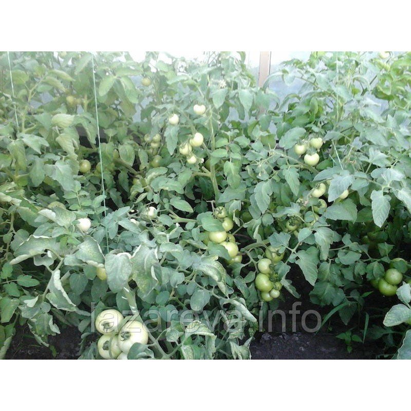 Насіння томату Примадонна F1 10 насінин Насіння томату Примадонна F1 10 насінин