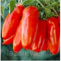 Насіння томату Кібіц 30 нас Насіння томату Кібіц 30 нас