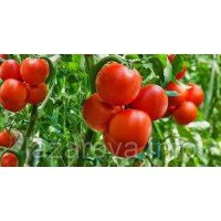 Семена томата Киевские зори 30 семян