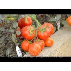 Семена томата Санька 30 семян Семена томата Санька 30 семян