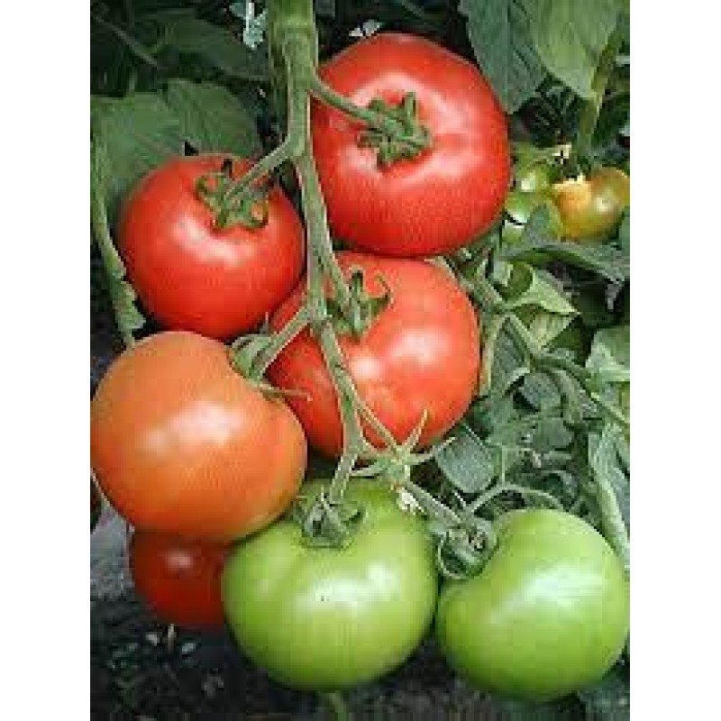 Насіння томату Санька 30 насінин Насіння томату Санька 30 насінин