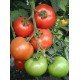 Насіння томату Санька 30 насінин Насіння томату Санька 30 насінин
