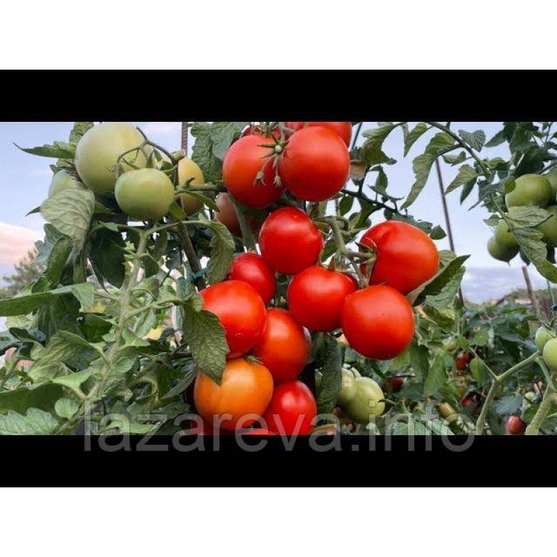 Насіння томату Санька 30 насінин Насіння томату Санька 30 насінин