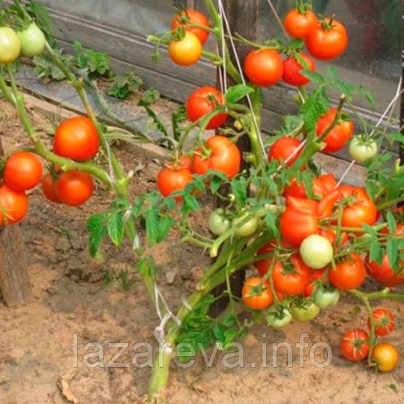 Насіння томату Санька 30 насінин Насіння томату Санька 30 насінин