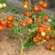 Насіння томату Санька 30 насінин Насіння томату Санька 30 насінин