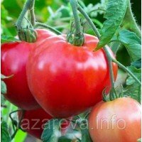 Насіння томату Севрюга 30 насінин Насіння томату Севрюга 30 насінин