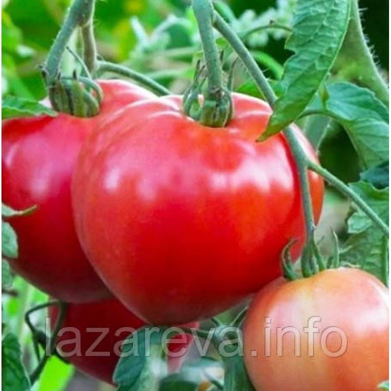 Насіння томату Севрюга 30 насінин Насіння томату Севрюга 30 насінин