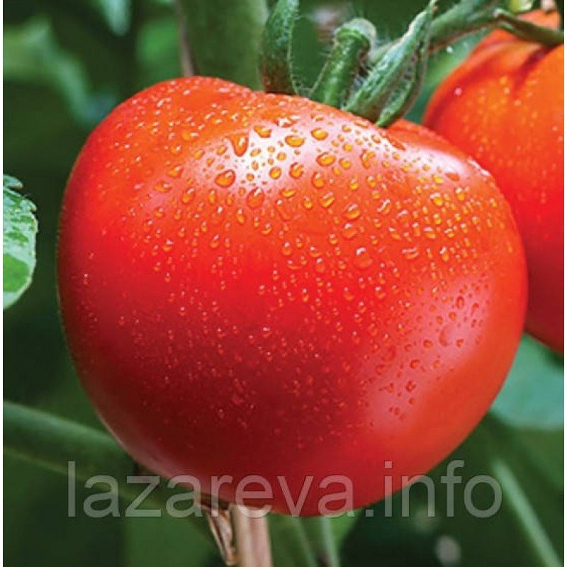 Насіння томату Товстий Джек 30 насінин Насіння томату Товстий Джек 30 насінин