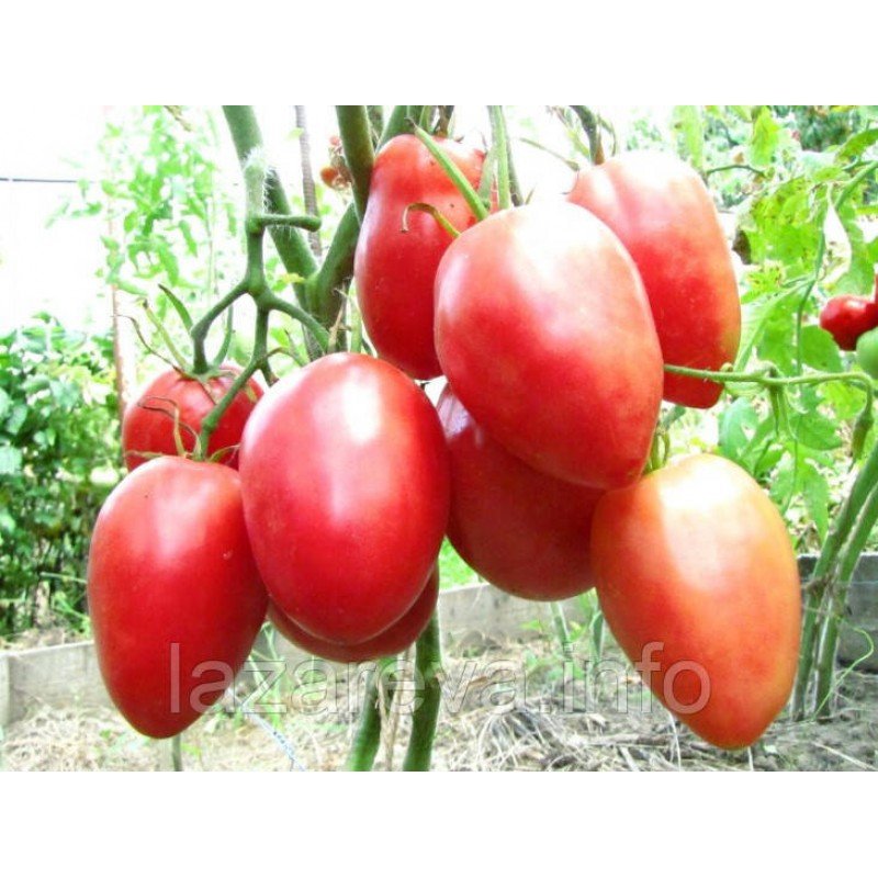 Насіння томату Шебойган 30 насінин Насіння томату Шебойган 30 насінин