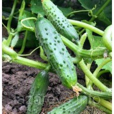 Насіння огірка Спрут F1 10 насінин