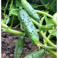 Насіння огірка Спрут F1 200 насінин