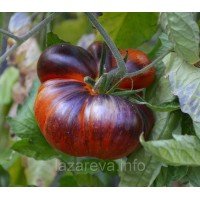 Семена томата Красный красавец (Red Beauty) 15 сем