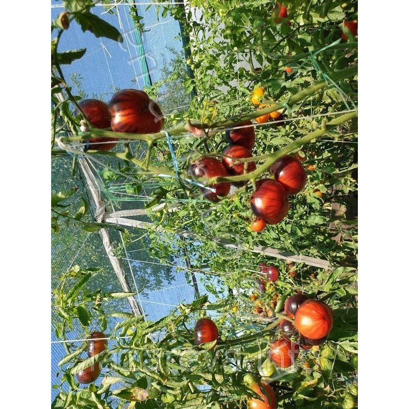 Насіння томату Червоний красень  (Red Beauty) 15 насі