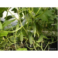 Насіння огірка Ластівка F1 3 гр