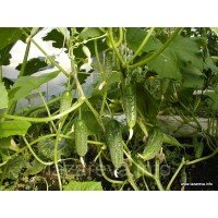 Семена огурца Ласточка F1 30 гр