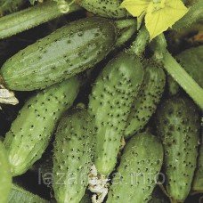 Насіння огірка  Кущовий Плюс 3 гр