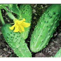 Семена огурца Нежинский дар 30 грамма Семена огурца Нежинский дар 30 грамма