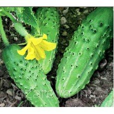 Насіння огірка Ніжинський дар 30 грами