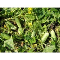 Семена огурца Нежинский местный 30 гр Семена огурца Нежинский местный 30 гр